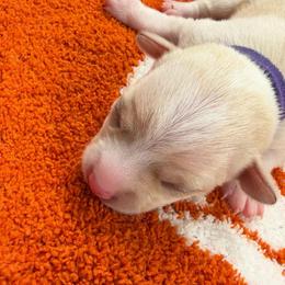 Luna - White female Chihuahua puppy in Seneca, Missouri from Stephanie’s Puppy Colony