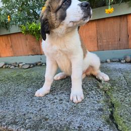 1st pick female - Red and white female Saint Bernard puppy in Castle Rock, Washington from PNW Saint Berdoodles