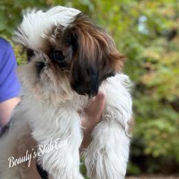 Brodie-SALE - Red and white male Shih Tzu puppy in Manteca, California from Beauty's Shih Tzu (California)