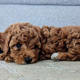 Carter - Cavapoo puppy from West Coast Cavapoos