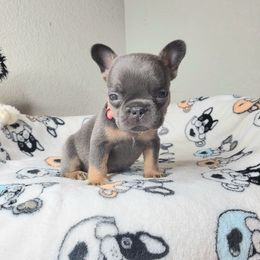Sasha - Blue female French Bulldog puppy in Colorado Springs, Colorado from Sun Mountain Frenchies