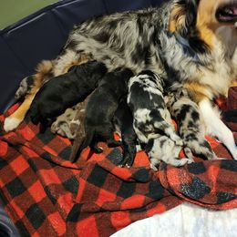 Aussiedoodle and Labrador Retriever Puppies from Stone Shoe Ranch Aussiedoodles