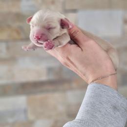 Boy 2 - Cream male Dachshund puppy in Rancho Cucamonga, California from Pretty Little Dachshunds