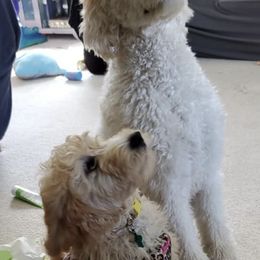 Goldendoodles from Fluffyfaces of AK