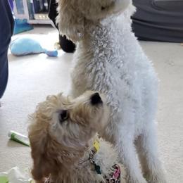 Goldendoodles from Fluffyfaces of AK