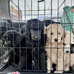 Poodle Puppies from Payette Poodles