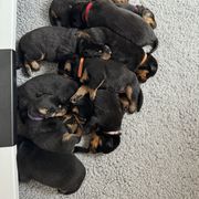 Boy 1 - Black and rust Beauceron puppy in Whittier, California from Trésor de Beauté Beaucerons