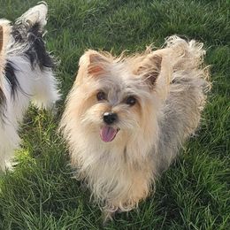Yorkshire Terriers from The Yorkshire Manor