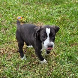 Fofa - Brindle female Mountain Cur puppy in Moundsville, West Virginia from Mountaineer Mountain Curs