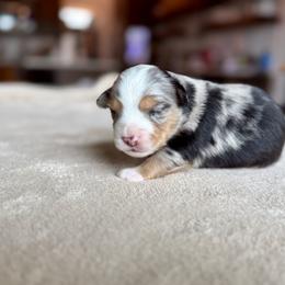 Miniature Australian Shepherd Puppies from Dripping Springs Mini Aussies