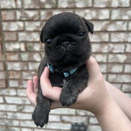 Luella - Brindle female Pug puppy in Bethel, Ohio from House of Briggs Pugs