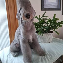 Ivan The Wheel of Time - Blue male Bedlington Terrier puppy in Staten Island, New York from RYAS Bedlington Terriers Kennel
