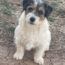 Beamer - Russell Terrier
