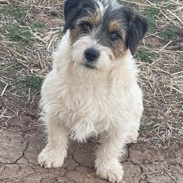 Beamer - Russell Terrier