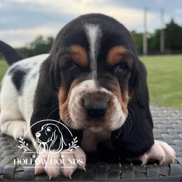 Faye - Black white and brown female Basset Hound puppy in Richmond, Kentucky from Walters Hollow Hounds