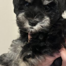 Miniature Schnauzer Puppies from Beards N Bows Mini Schnauzers