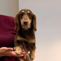 MAUI - Dachshund