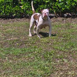 Athena - American Bulldog