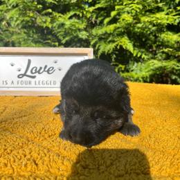 Brooks - Black and tan male German Shepherd puppy in Mc Minnville, Tennessee from Hobbs Family Shepherds
