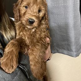 Aussiedoodle and Irish Doodle All Grown Up from Schooley Doodles