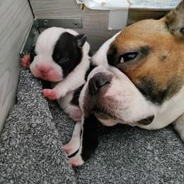 French Bulldog Puppies from Legends Frenchton's and French Bulldogs