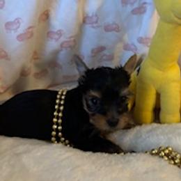 Posie - Blue and gold female Yorkshire Terrier puppy in Bee Branch, Arkansas from Fox Ridge Kennels