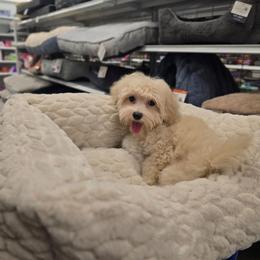 Marshmallow - Cream male Maltipoo puppy in Washington from Mt.BakerPoodles&Doodles