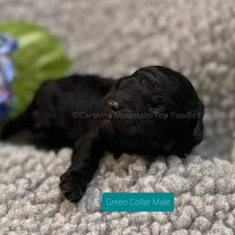 Poodle Puppies from Carolina Mountain Toy Poodles