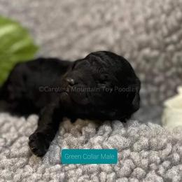 Poodle Puppies from Carolina Mountain Toy Poodles