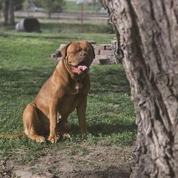 Star B - Dogue de Bordeaux