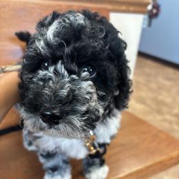 Cockapoo and Goldendoodle Puppies from Jax Doodles