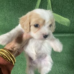 Comfort - Apricot and white male Cavachon puppy in Kerrville, Texas from Blount pups