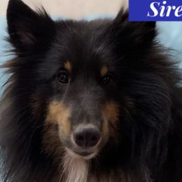 Gideon - Shetland Sheepdog