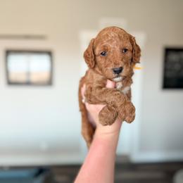 Dopey - Red  male Goldendoodle puppy in Billings, Montana from Montana Raised Doodles