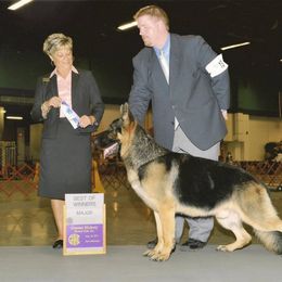 German Shepherd All Grown Up from DCAN's German Shepherds