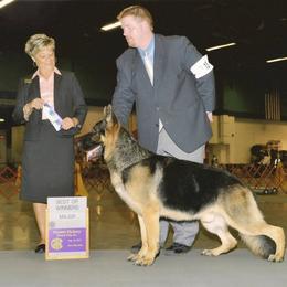 German Shepherd All Grown Up from DCAN's German Shepherds