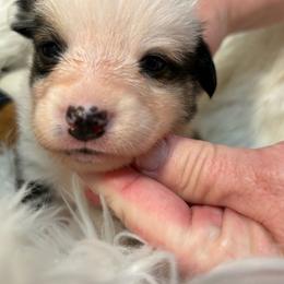 Tri Boy 1 - White and black male Pembroke Welsh Corgi puppy in Mountain View, Hawaii from Celtic Corgis