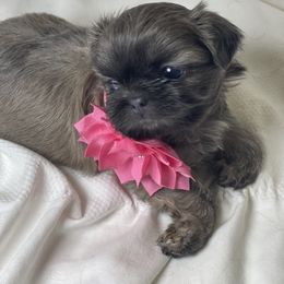 Astoria - Blue female Shih Tzu puppy in Riverside, California from Be Dazzled Shihtzu