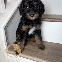 Mrs. Peacock (blue collar female) - Phantom female Goldendoodle puppy in Murrieta, California from Apricot Poodles & Goldendoodles, LLC