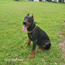 Hummer - Black and rust male Doberman Pinscher puppy in Mc Donough, Georgia from Davis Doberman Pinschers