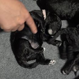 Brittany - female Poodle puppy in Shoreline, Washington from Fluffy Poodles