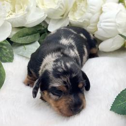 Korra - Dapple female Dachshund puppy in Exeter, California from Sawtooth Miniature Dachshunds