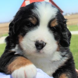 Bernese Mountain Dogs from Mom's B & B