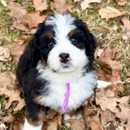 Purple girl - Tri-color female Bernedoodle puppy in Waukesha, Wisconsin from Bernedoodle Boutique (and Cavapoos)