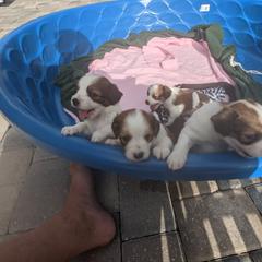 Nederlandse Kooikerhondje Puppies from Lenders Land