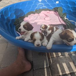 Nederlandse Kooikerhondje Puppies from Lenders Land