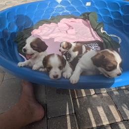 Nederlandse Kooikerhondje Puppies from Lenders Land