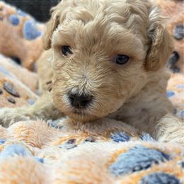 Wyatt Earp - Cream male Poodle puppy in Greenville, South Carolina from Wendy's House Of Poodles LLC