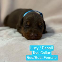 Teal Collar - Red and rust female Doberman Pinscher puppy in Lake City, Florida from Paintedcrazy Doberman Pinchers