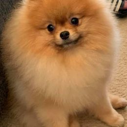 Beagles and Pomeranians from Celtic Rose Kennels